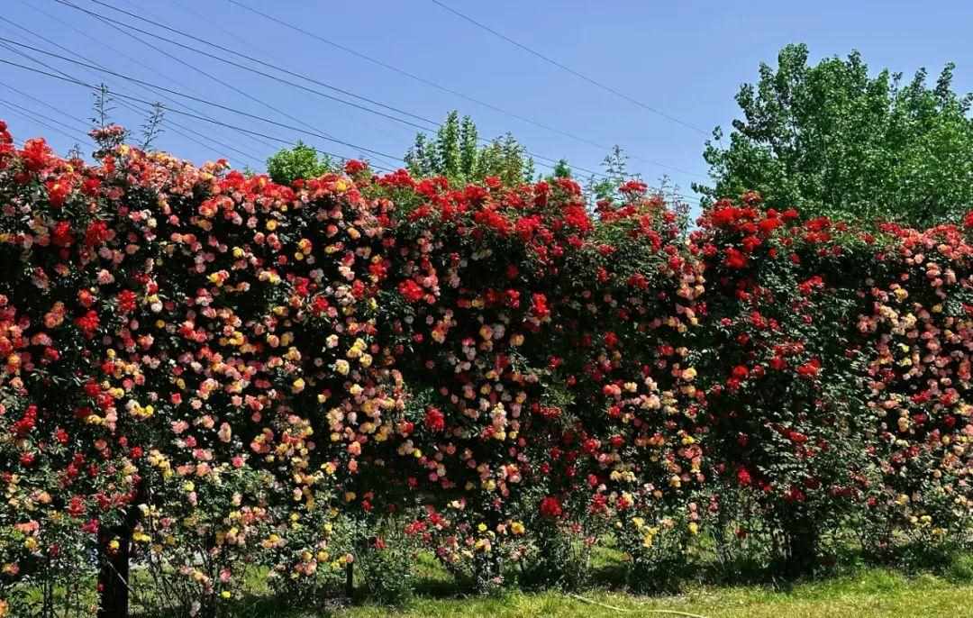 花园镇鲜花农场在哪里（200多个品种、30万朵月季正绽放！上海这个免费鲜花农场藏不住了）-第7张图片-拓城游