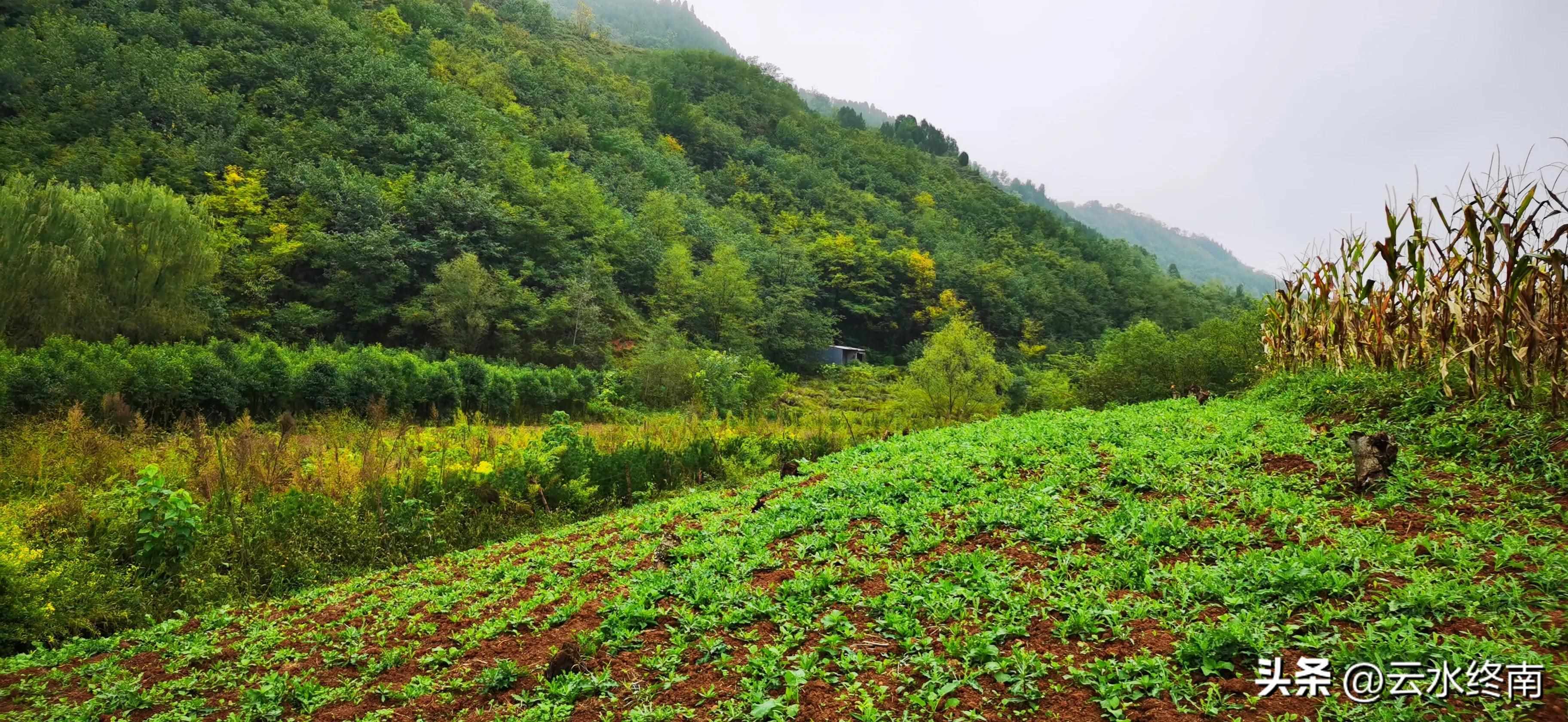 寂寞文字吧寂寞文字吧成员介绍（北岭上普通的村子，遇到普通的人，我就写下这点儿普通的文字吧）-第19张图片-拓城游