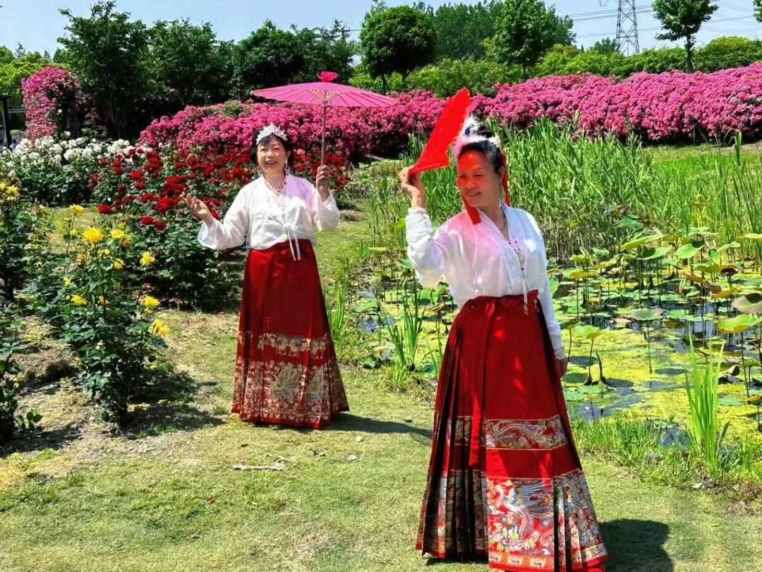 花园镇鲜花农场在哪里（200多个品种、30万朵月季正绽放！上海这个免费鲜花农场藏不住了）-第11张图片-拓城游