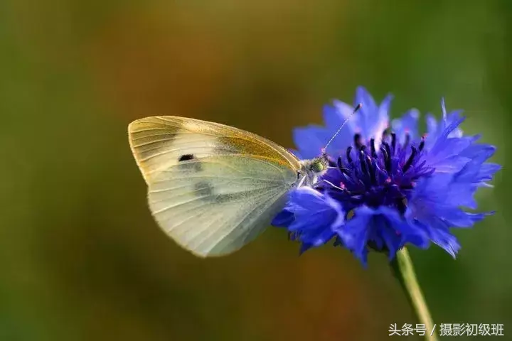 手机微距相机怎么使用（玩微距摄影，这四个相机设置一定要设置对）-第2张图片-拓城游