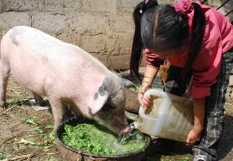 珍贵食材松露属于哪类食物（法国人：法国很贵的松露中国人都不吃，而是直接拿来喂猪吃了）-第4张图片-拓城游