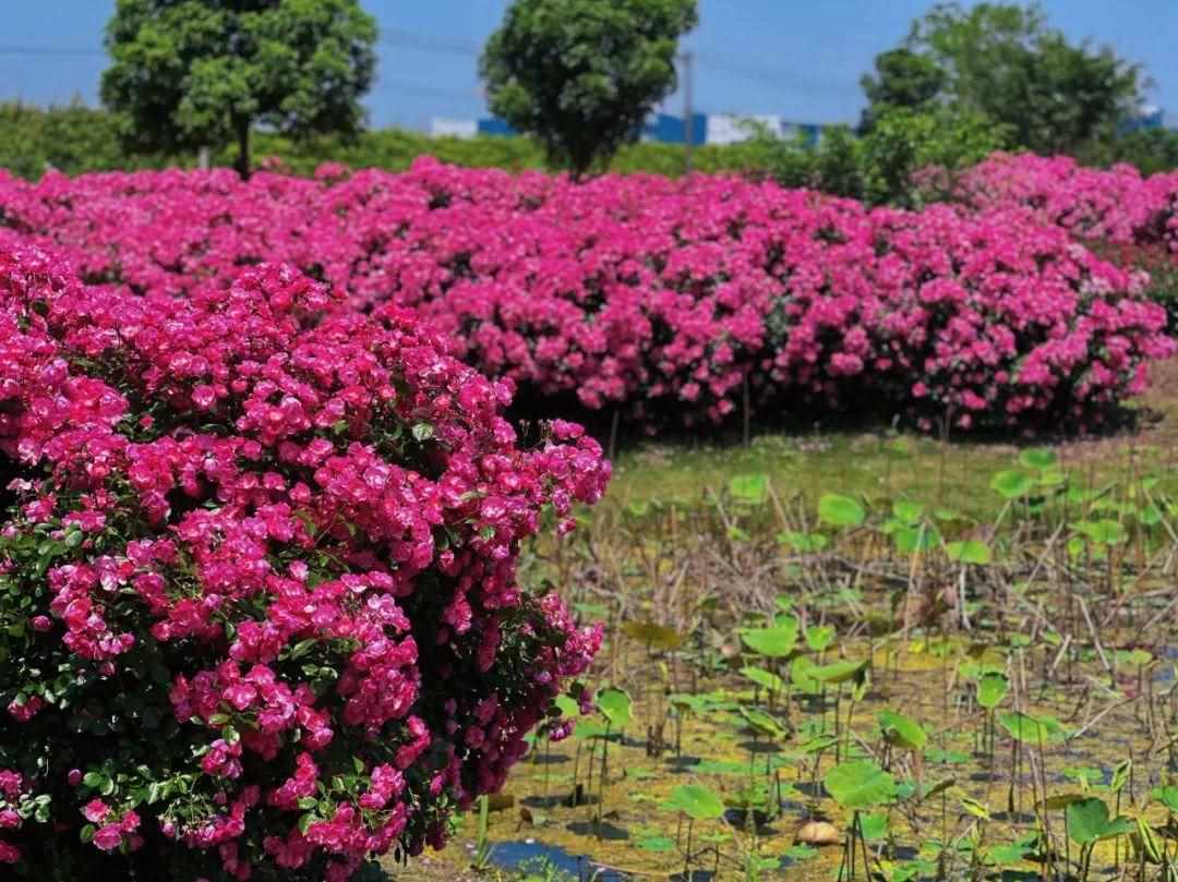 花园镇鲜花农场在哪里（200多个品种、30万朵月季正绽放！上海这个免费鲜花农场藏不住了）-第8张图片-拓城游