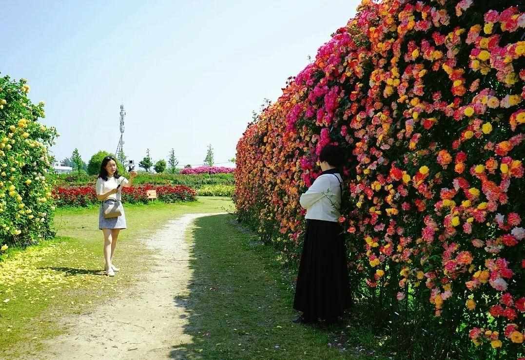 花园镇鲜花农场在哪里（200多个品种、30万朵月季正绽放！上海这个免费鲜花农场藏不住了）-第3张图片-拓城游