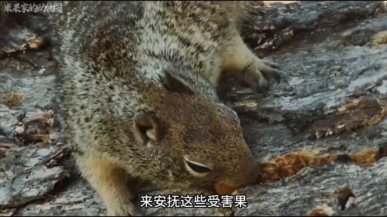 松鼠大战游戏 攻略(松鼠大战游戏攻略让你轻松打败对手)（松鼠大战啄木鸟，一个红了眼，一个没有脸 #啄木鸟）-第3张图片-拓城游