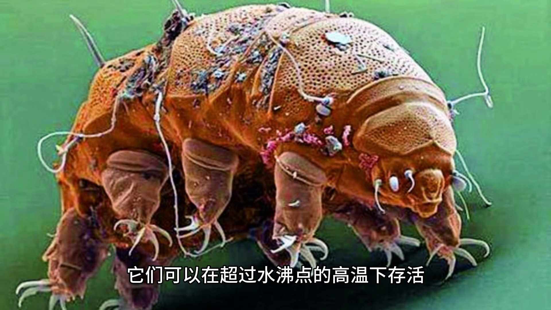 地球上生命力最顽强的5种生物中，生活在人类身边是哪个？（地球上生命力最强的生物，寿命可达亿年，还可太空生存）-第3张图片-拓城游