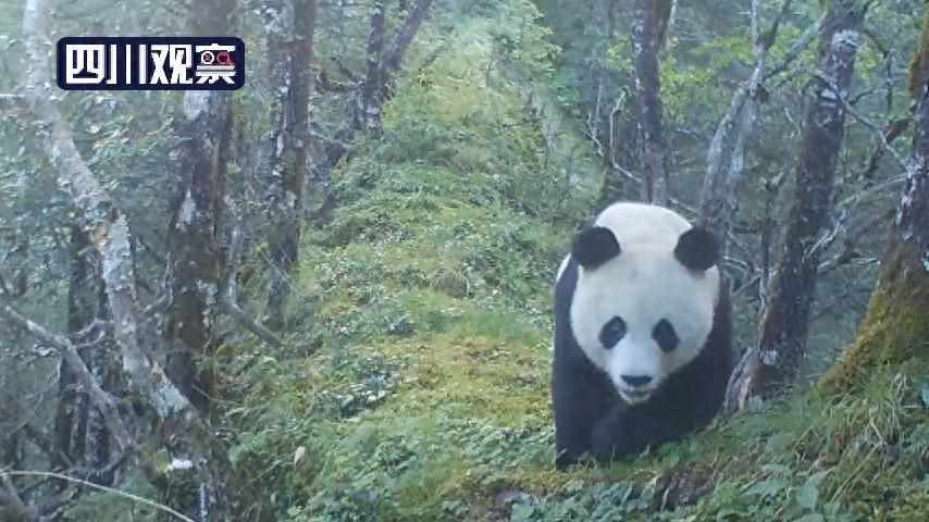 大熊猫有尾巴吗？（真相大白！大熊猫的尾巴原来长这样）-第2张图片-拓城游