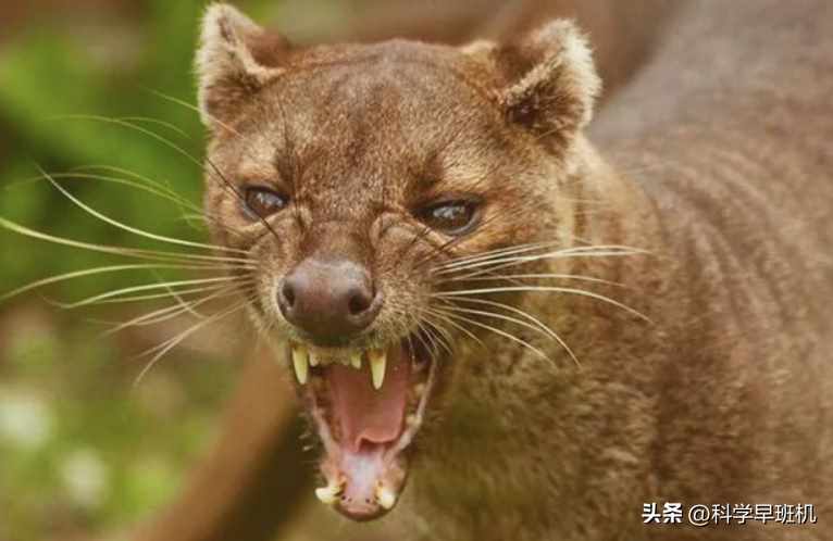 qq飞车杀手是谁（马达加斯加的“杀戮之王”，上树抓猴剖腹挖心，雄性交配还会排队）-第8张图片-拓城游