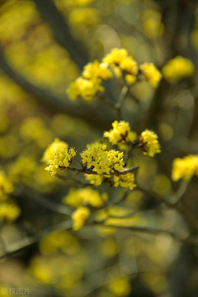 以下哪一个节日是真实存在的_8月13日每日一题答案（古人在以下哪个传统节日有头插茱萸的习俗 蚂蚁庄园答案）-第4张图片-拓城游