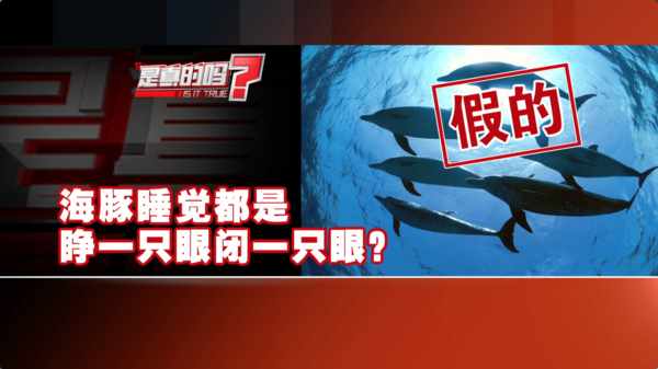 支付宝哪种动物睡觉时是睁一只眼闭一只眼-蚂蚁庄园2023年9月12日今日答案早知道（海豚睡觉睁一只眼闭一只眼，是真的吗？）-第10张图片-拓城游