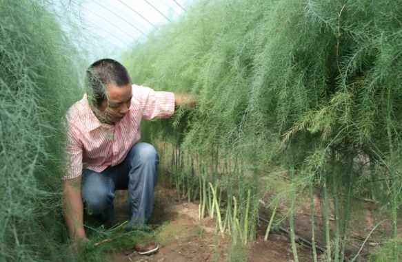 芦笋属于竹笋类吗（它叫芦笋，种1株能收10年，1年采收4茬，亩利润超7000元却少人种）-第4张图片-拓城游