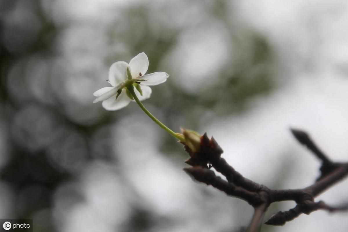 梨树为什么会二次开花 梨树会二次开花的原因（梨树二次开花千万别大意，可能是梨树带有病害的信号）-第4张图片-拓城游