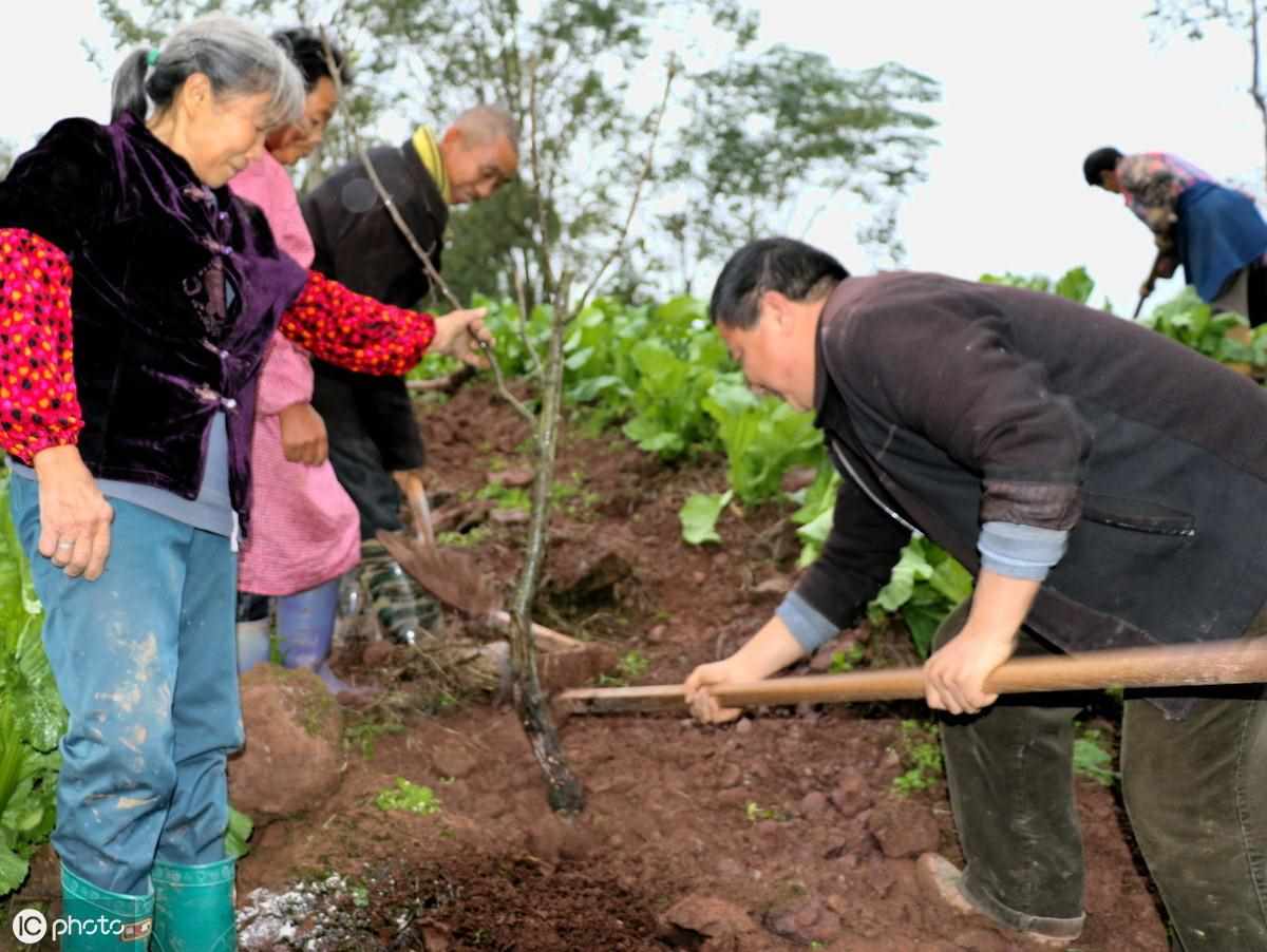 梨树为什么会二次开花 梨树会二次开花的原因（梨树二次开花千万别大意，可能是梨树带有病害的信号）-第8张图片-拓城游