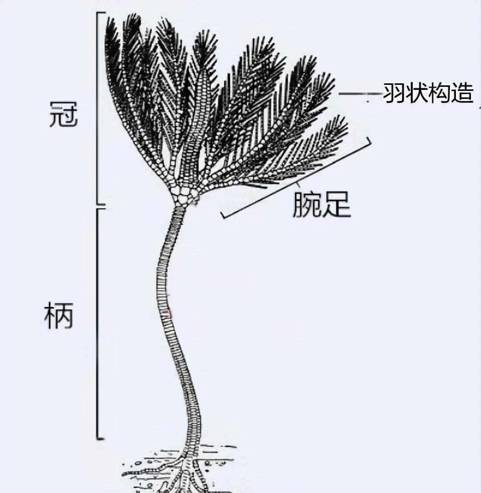 北纬30度未解之谜_北纬30度离奇事件（4亿年前的“齿轮”镶嵌在岩石中，述说着一个史前的巅峰时代）-第4张图片-拓城游