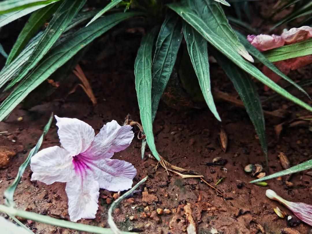 小鸡宝宝考考你处暑节气的处读第几声（处（chǔ）暑还是处（chù）暑？你读对了吗？）-第12张图片-拓城游