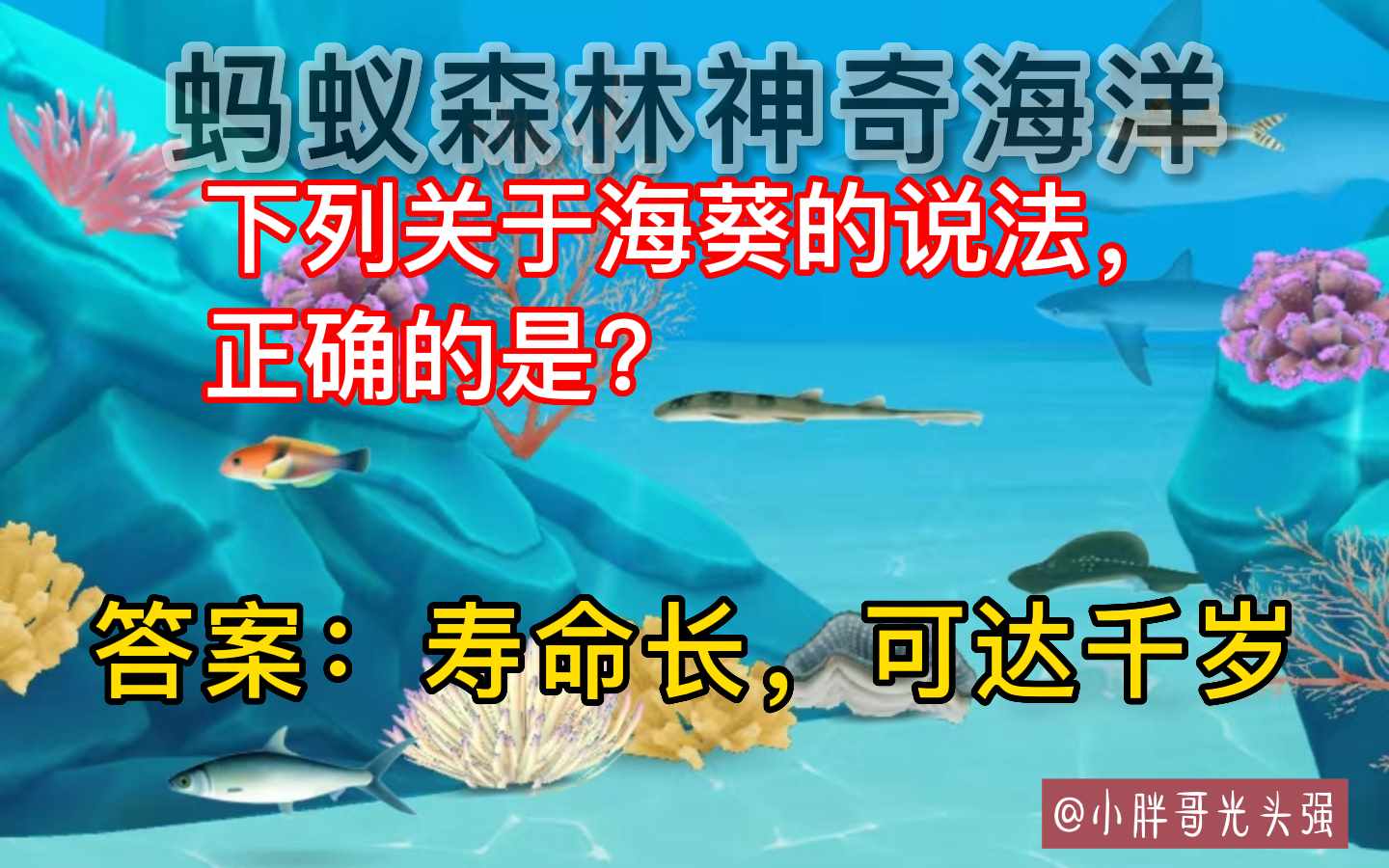 支付宝神奇海洋下列关于海葵说法正确的是（关于海葵的说法，正确的是？蚂蚁森林神奇海洋）-第4张图片-拓城游