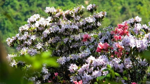 花中“西施”是指谁?繁茂艳丽,白居易赞曰:“花中此物是西施”.（花中西施指的是哪种花 蚂蚁庄园2020年12月26日答案今天答案）