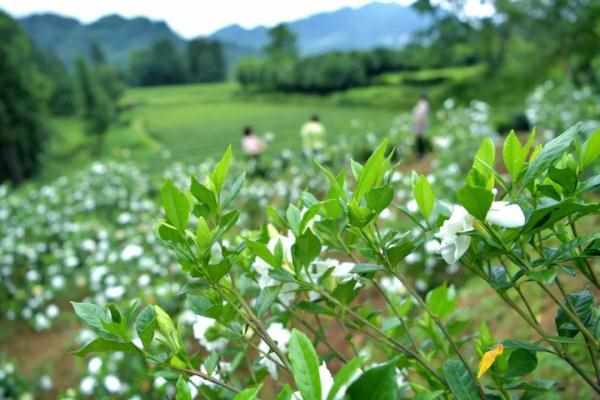 支付宝4月8日蚂蚁新村问题答案（今日芒种丨仲夏已至 美好始长）-第2张图片-拓城游