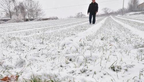 俗语说瑞雪兆丰年下雪对农事的好处包括（今日大雪，农事怎么操作更丰产？农谚有何说法？看看老祖宗怎么说）