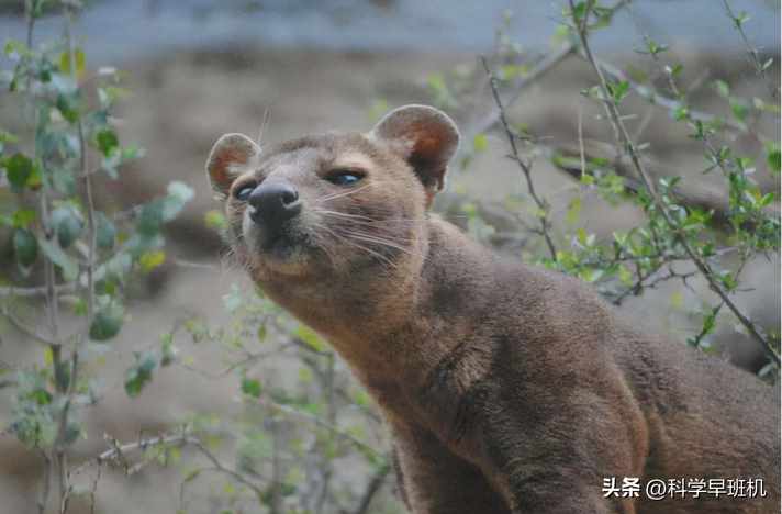 qq飞车杀手是谁（马达加斯加的“杀戮之王”，上树抓猴剖腹挖心，雄性交配还会排队）-第18张图片-拓城游