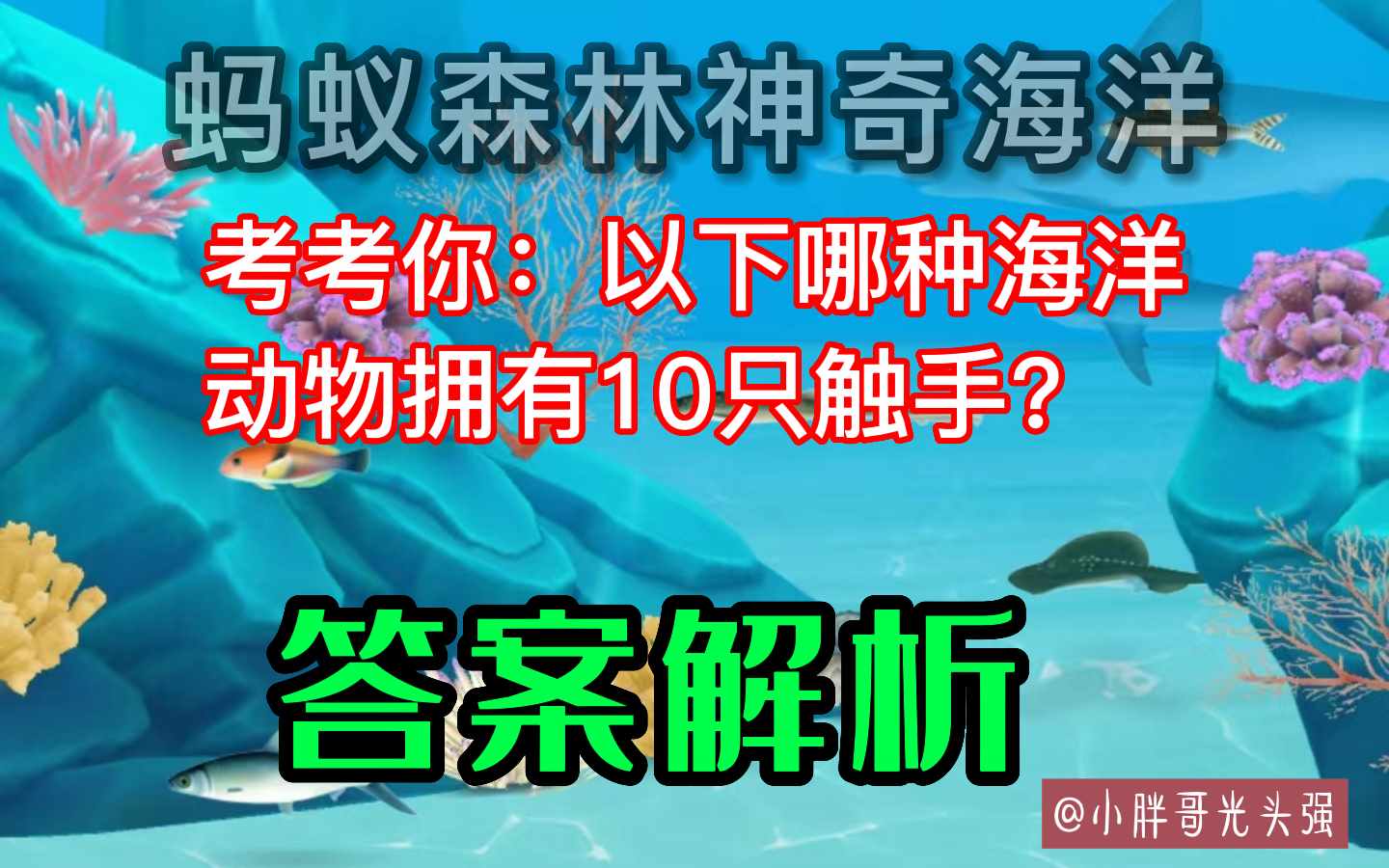 考考你以下哪种海洋动物拥有10只触手（考考你：哪种海洋动物拥有10只触手？蚂蚁森林神奇海洋）-第3张图片-拓城游