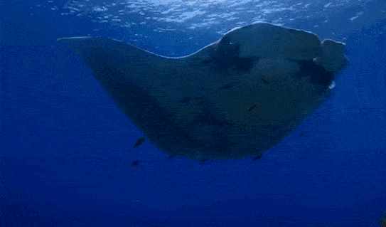 海洋生物中被称为魔鬼鱼的是（8米多宽，体重超3吨的魔鬼鱼，性情温顺，而且喜爱和人类互动）-第4张图片-拓城游