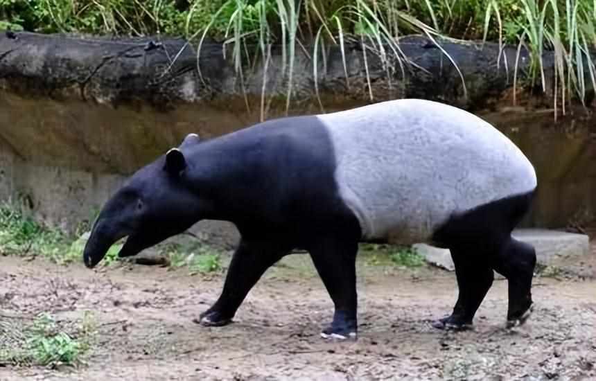 古时候有食铁兽之称的动物是（吃竹子的大熊猫，为何还叫“食铁兽”?）-第5张图片-拓城游