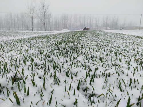 俗话说大雪不冻惊蛰不开大雪节气不上冻明年可能会出现（蚂蚁庄园：人们常用“五谷丰登，六畜兴旺”祝福新年，猜猜哪个属于“六畜”？）