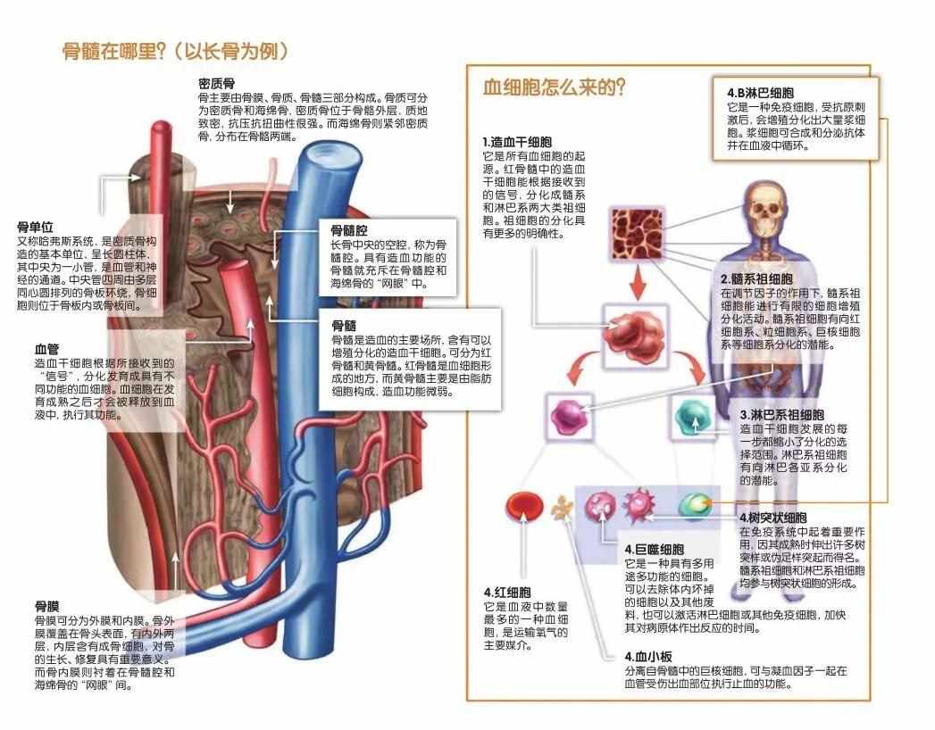 支付宝以下哪个器官被称为人体的造血工厂-蚂蚁庄园2023年4月27日今日答案早知道（修改探访人体的“造血工厂”）-第2张图片-拓城游