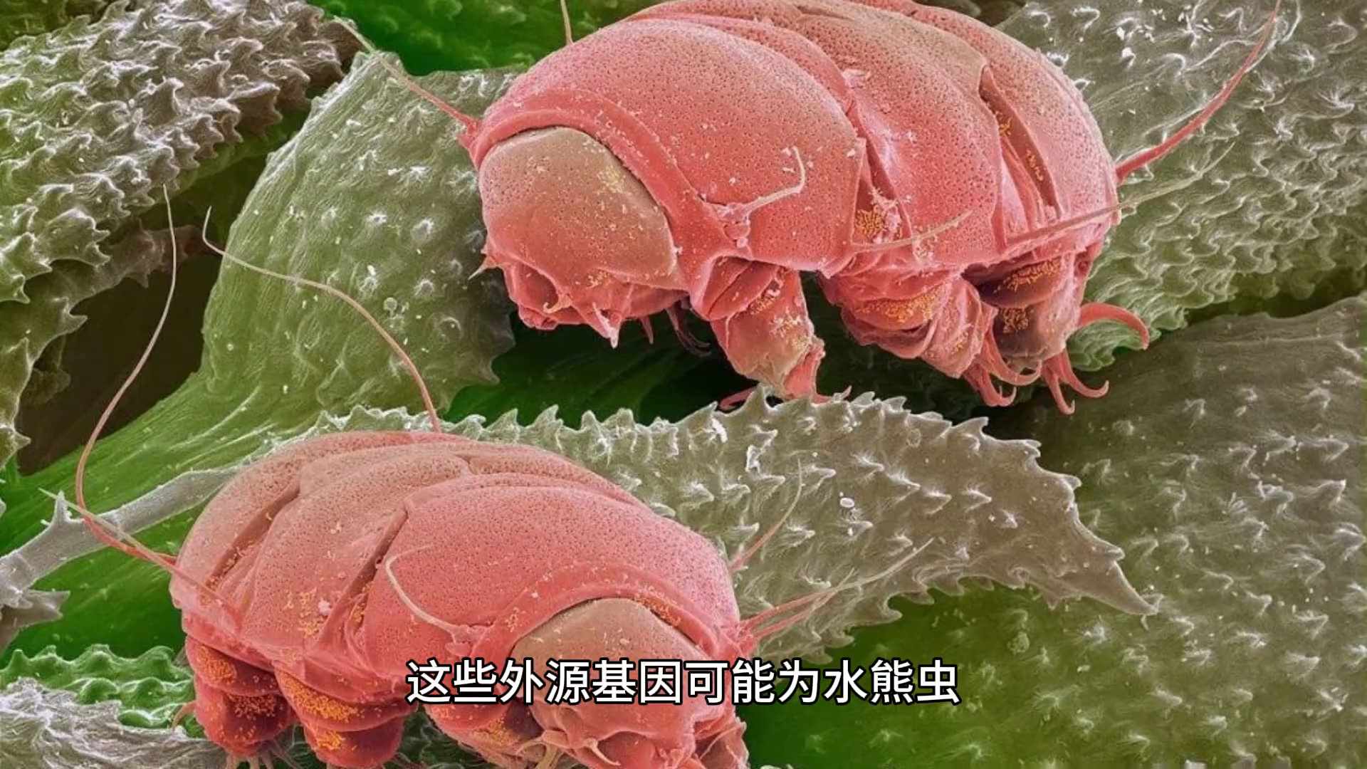 地球上生命力最顽强的5种生物中，生活在人类身边是哪个？（地球上生命力最强的生物，寿命可达亿年，还可太空生存）-第5张图片-拓城游