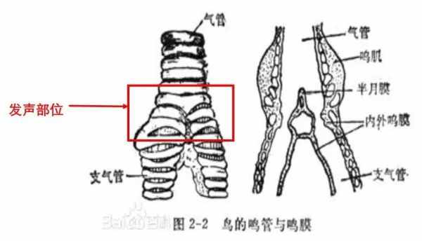 以下哪种动物的叫声，和猫咪差不多的正确答案是什么_支付宝4月24日每日一题（能模仿婴儿的哭声，听起来跟真的一样，澳大利亚国鸟令人不安）-第5张图片-拓城游