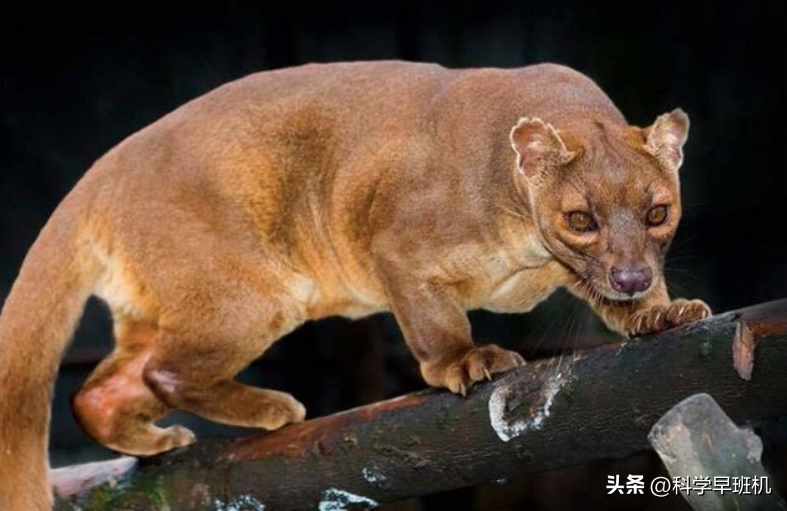 qq飞车杀手是谁（马达加斯加的“杀戮之王”，上树抓猴剖腹挖心，雄性交配还会排队）-第14张图片-拓城游