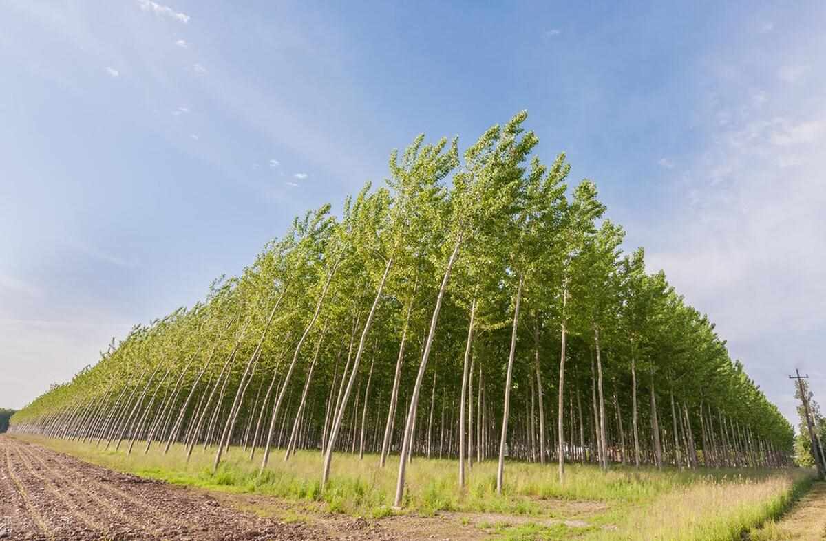 世界上长的最快的植物是什么 你一定认识这种植物（世界上生长速度最快的十种植物）-第3张图片-拓城游