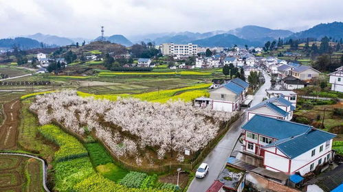 鲜花村位于哪个省（“簪花围”出圈！游客头戴鲜花，蟳埔村仿若“流动的花园”→）