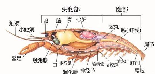 肥胖者会营养不良吗蚂蚁庄园介绍_肥胖者会营养不良吗蚂蚁庄园是什么（肥胖更容易让人营养不良 原因看这儿）-第1张图片-拓城游