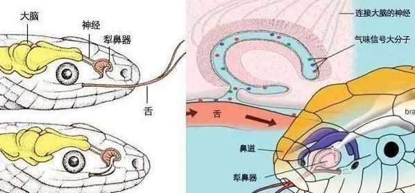 蛇为什么要吐舌头？（蛇为什么总是吐舌头？有人说为了闻味，那它长鼻子有什么用？）-第11张图片-拓城游