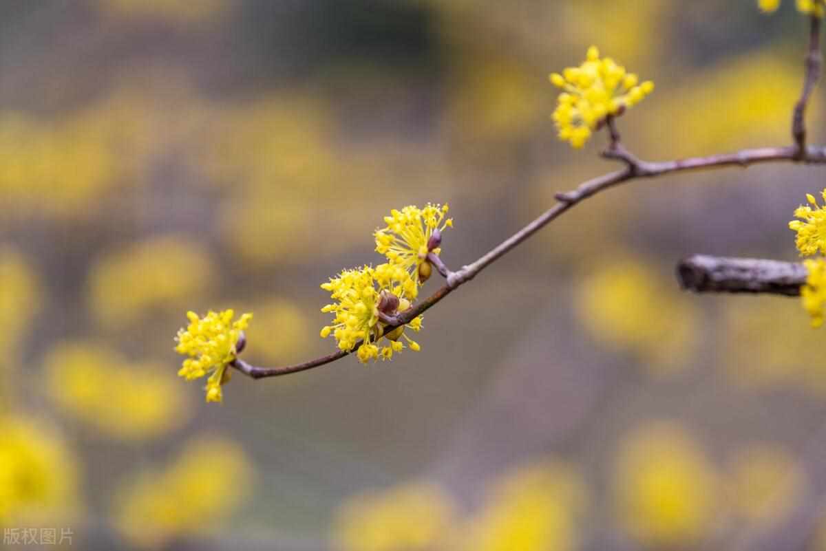 以下哪一个节日是真实存在的_8月13日每日一题答案（古人在以下哪个传统节日有头插茱萸的习俗 蚂蚁庄园答案）-第3张图片-拓城游