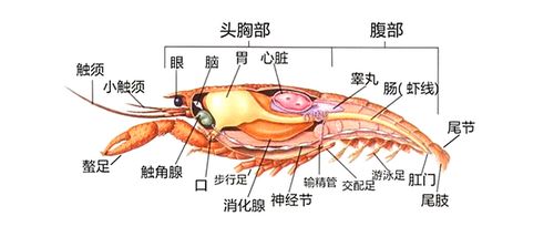 吃小龙虾时蚂蚁庄园（哪种职业的工作内容是品尝小龙虾呢？蚂蚁新村答案）-第1张图片-拓城游