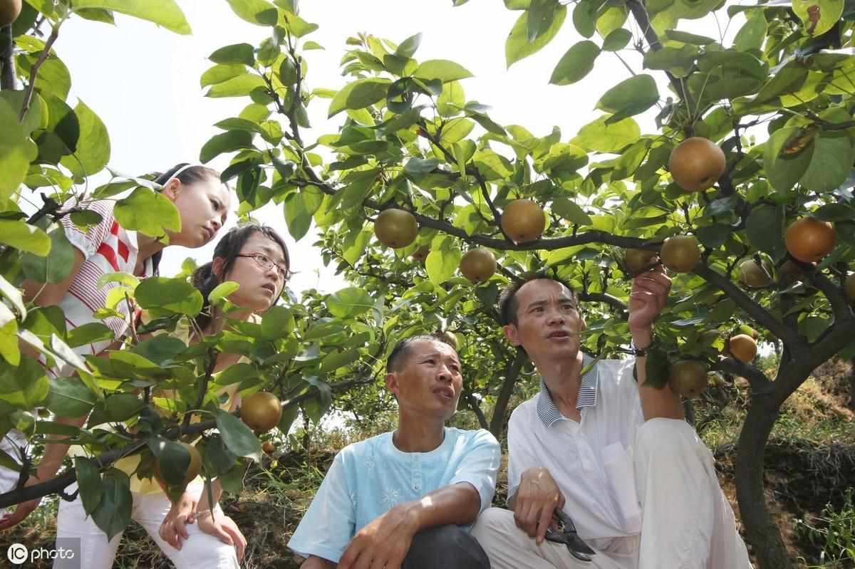 梨树为什么会二次开花 梨树会二次开花的原因（梨树二次开花千万别大意，可能是梨树带有病害的信号）-第7张图片-拓城游