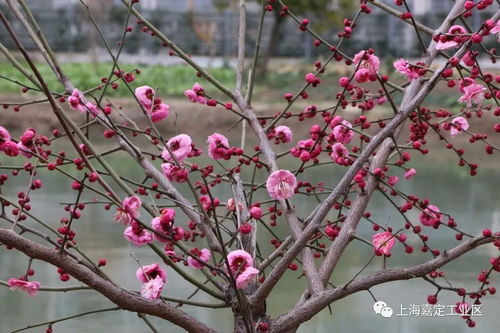 不要人夸颜色好只留清气满乾坤是哪种花（学习强国植物篇）