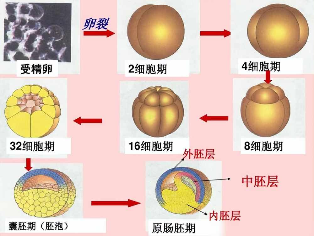 梦幻西游怎么合宝宝-合宝宝操作方法（人造人将诞生？西方一项新研究：无需精子卵子就能合成人类胚胎！）-第7张图片-拓城游