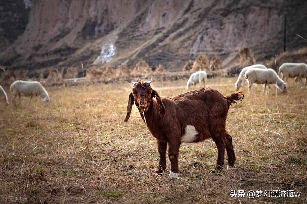 以下哪种动物的瞳孔是长方形的 蚂蚁庄园答案（「冷知识」哪种动物瞳孔是长方形的？）-第2张图片-拓城游