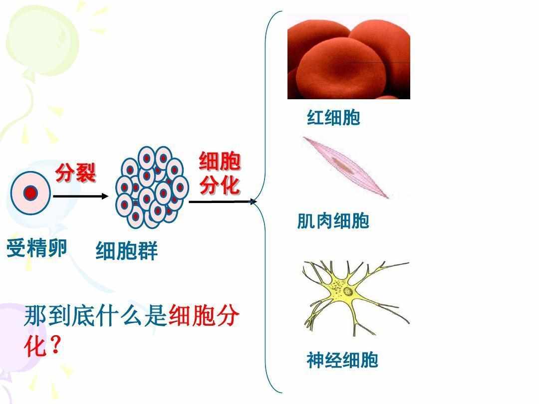 螃蟹腿断了还能长出来吗（“蟹坚强”8条腿全断，1个月断腿重生、存活1年，人类有望仿照？）-第8张图片-拓城游