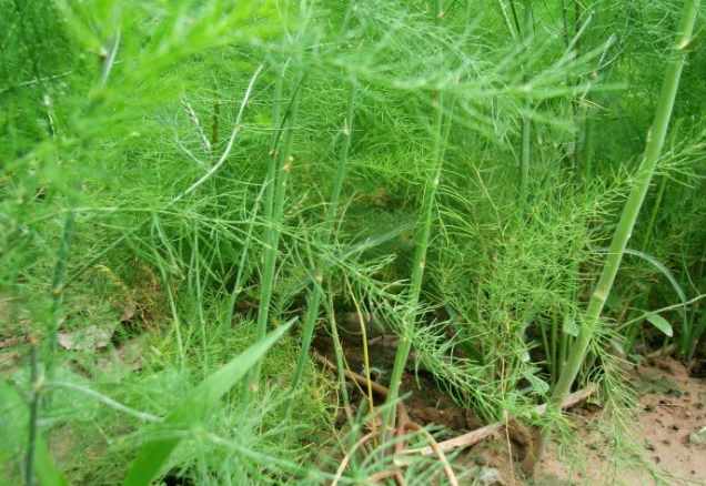 芦笋属于竹笋类吗（它叫芦笋，种1株能收10年，1年采收4茬，亩利润超7000元却少人种）-第8张图片-拓城游