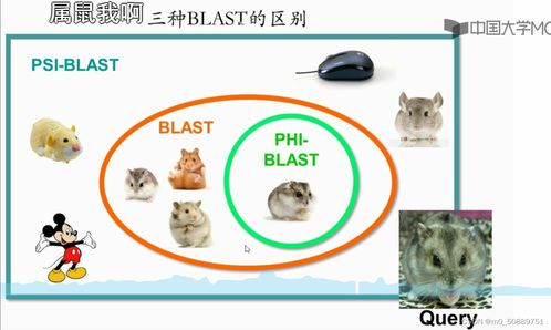 blast什么意思？（长推：聊聊blast的套路和机制）