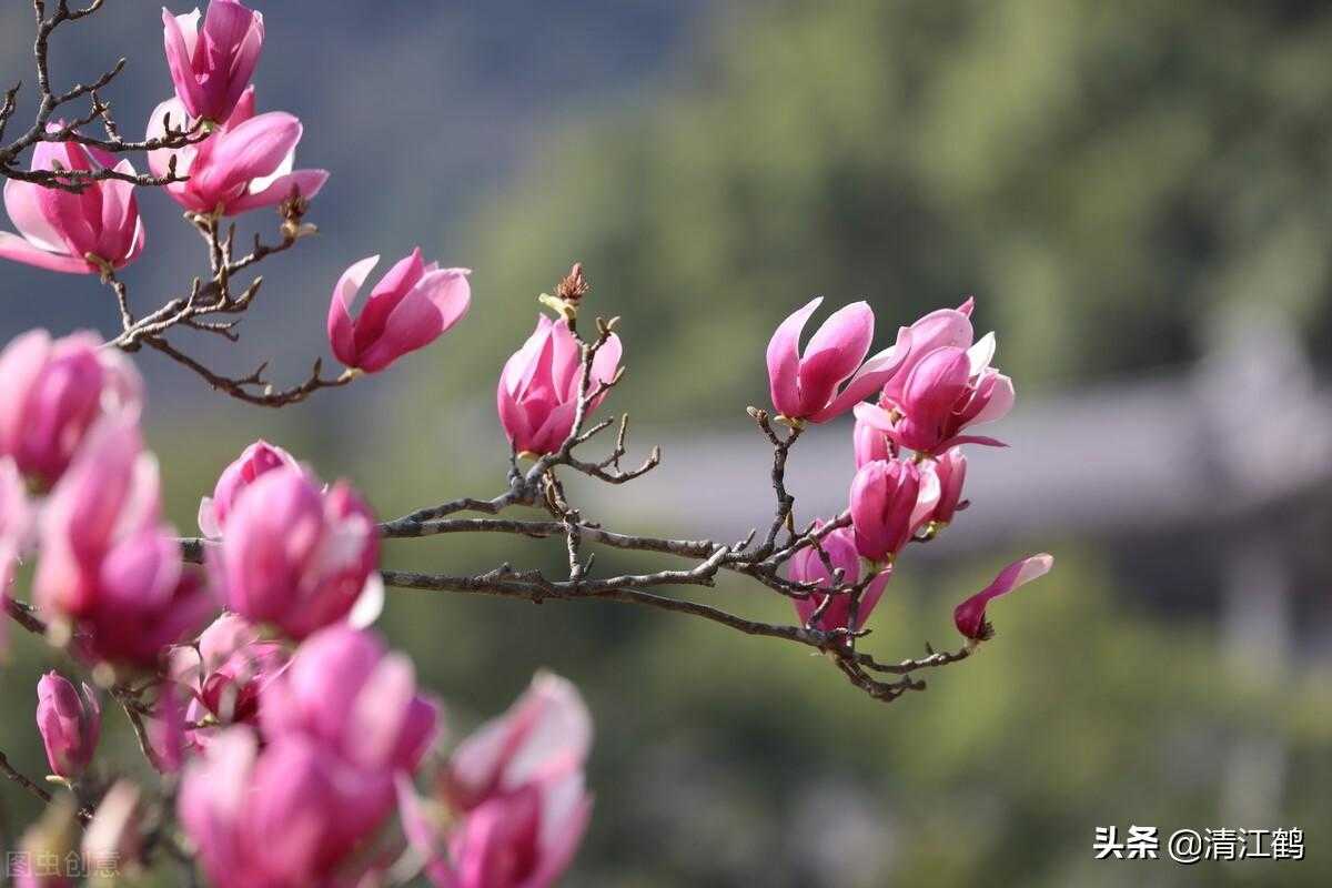 怎样联系求购苗木的人（傻傻地不知植树苗木哪里找？&quot;5个渠道&quot;任你选，目的不同树种不同）-第11张图片-拓城游