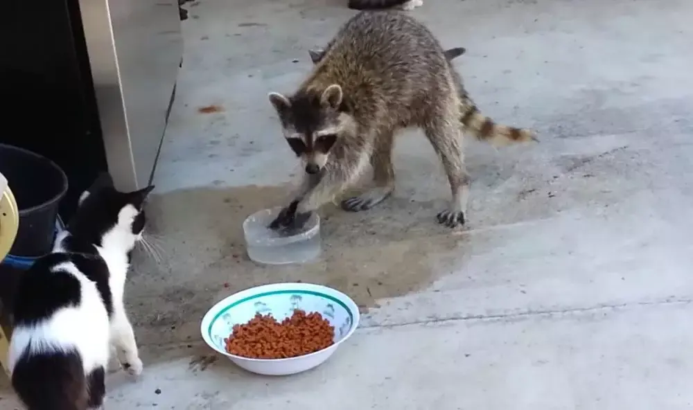 小熊猫和小浣熊的区别（爱洗东西的小浣熊，为什么被人们称为“江洋大盗”“深夜恶魔”？）-第5张图片-拓城游