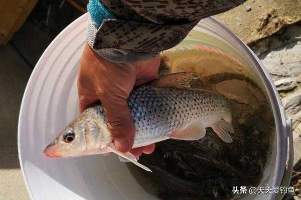 鸡腿雨怎么下微信 鸡腿雨如何下微信（这种鱼俗称鸡腿子，很少见，多数钓友没钓过）-第2张图片-拓城游