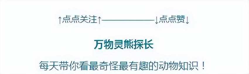 血鳞鲶鱼（长江中钓起罕见“虎纹鱼”，没人认识品种，有专家告诫赶紧放生？）-第16张图片-拓城游