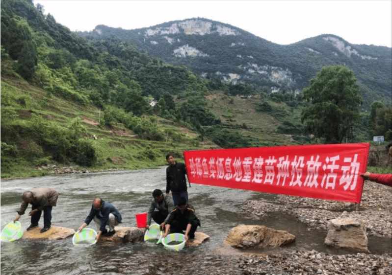 血鳞鲶鱼（长江中钓起罕见“虎纹鱼”，没人认识品种，有专家告诫赶紧放生？）-第13张图片-拓城游