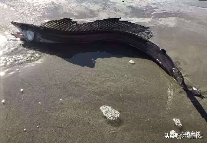 帆蜥鱼科形态特征（深海怪鱼，满嘴獠牙的帆蜥鱼，让人觉得可怕不敢有食欲）-第4张图片-拓城游